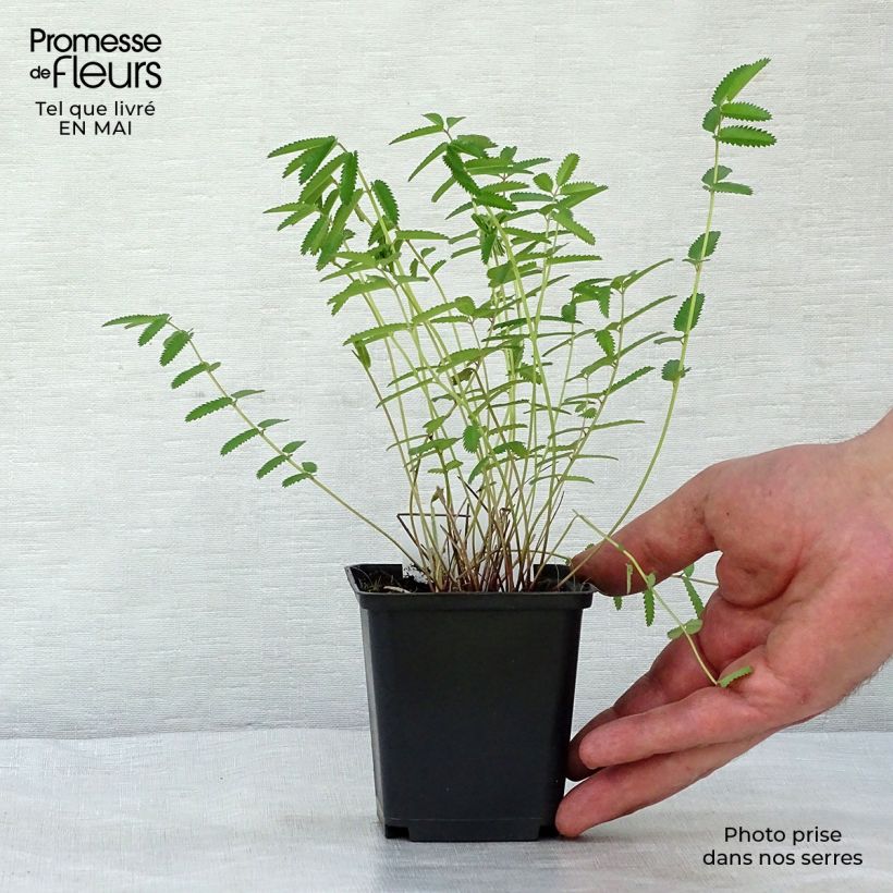 Amostra de Sanguisorba officinalis Pink Tanna Vaso de 8/9 cm tal como entregue na primavera