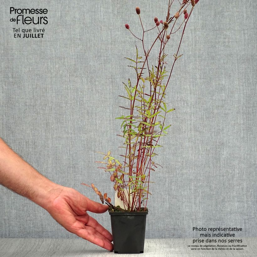 Amostra de Sanguisorba officinalis Pink Tanna Vaso de 8/9 cm tal como entregue no verão
