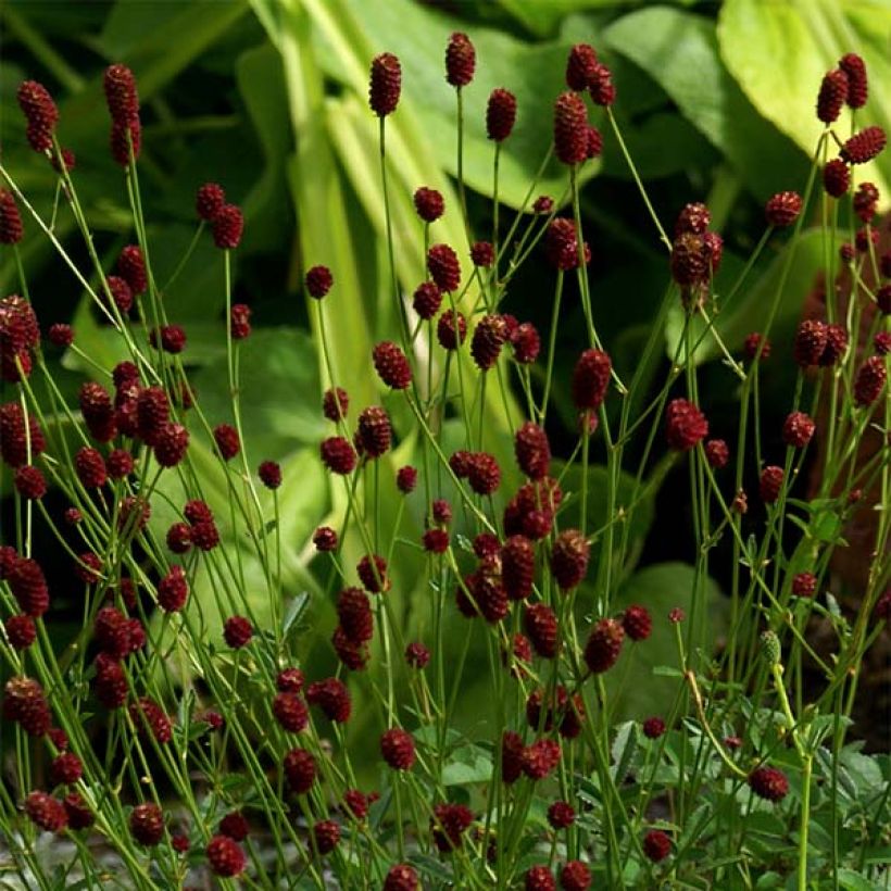 Sanguisorba officinalis Tanna (Floração)