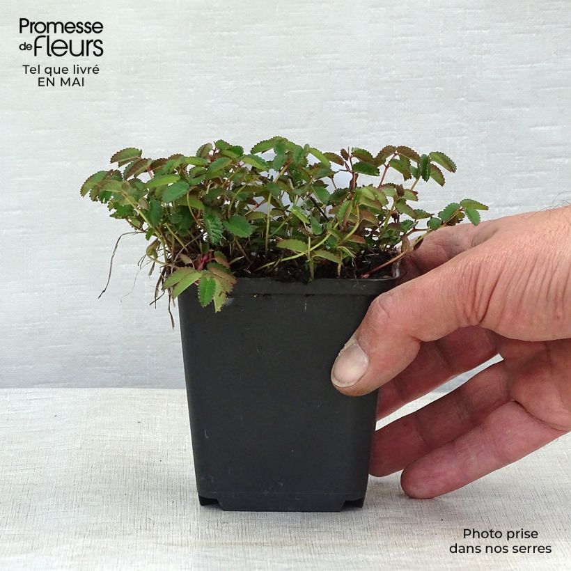 Amostra de Sanguisorba officinalis Tanna Vaso de 8/9 cm tal como entregue na primavera