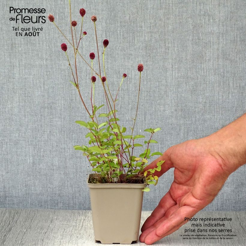Amostra de Sanguisorba officinalis Tanna Vaso de 8/9 cm tal como entregue no verão