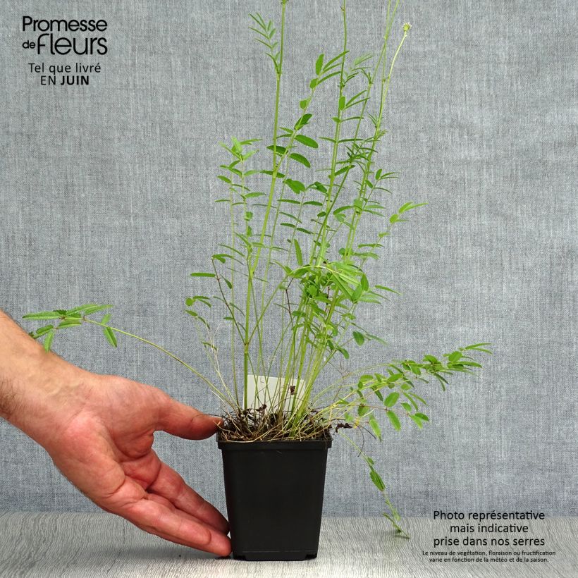 Amostra de Sanguisorba tenuifolia Alba Vaso de 8/9 cm tal como entregue no verão