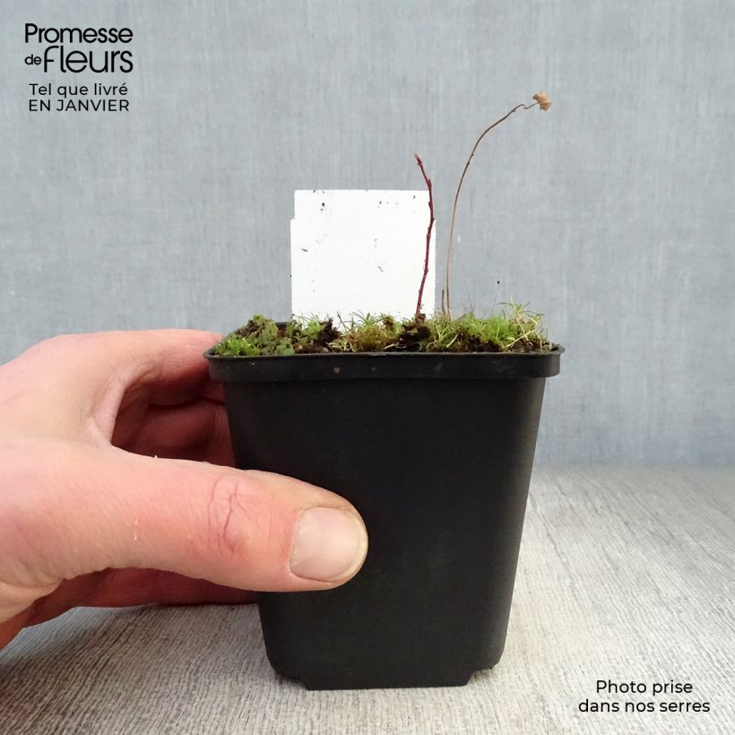 Amostra de Sanguisorba tenuifolia Alba Vaso de 8/9 cm tal como entregue no inverno