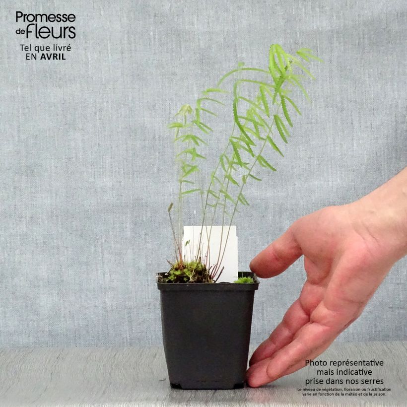 Amostra de Sanguisorba tenuifolia Alba Vaso de 8/9 cm tal como entregue na primavera