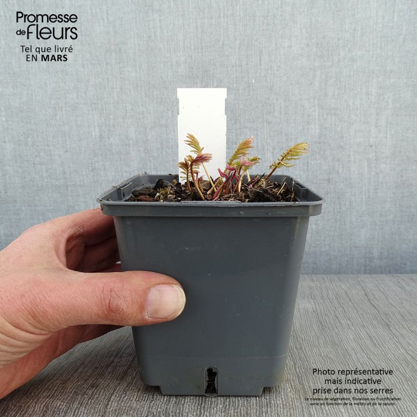 Amostra de Sanguisorba tenuifolia Alba Vaso de 1 L/1,5 L tal como entregue no inverno