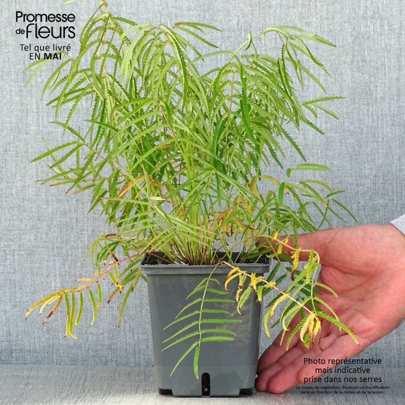 Amostra de Sanguisorba tenuifolia Alba Vaso de 1 L/1,5 L tal como entregue na primavera