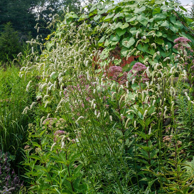Sanguisorba tenuifolia Alba (Hábito)