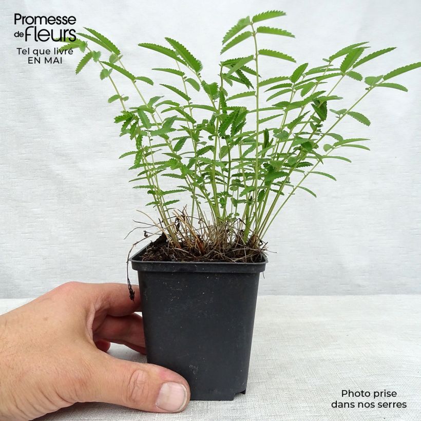 Amostra de Sanguisorba tenuifolia Pink Elephant Vaso de 8/9 cm tal como entregue na primavera