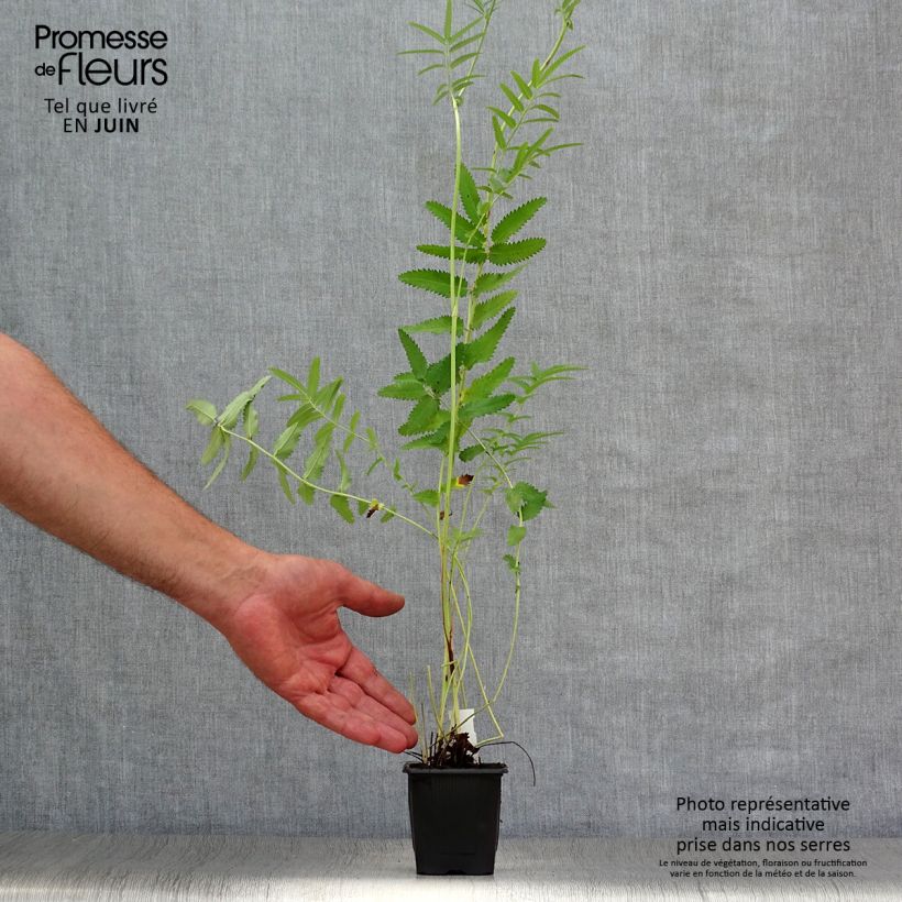 Amostra de Sanguisorba tenuifolia Pink Elephant Vaso de 8/9 cm tal como entregue no verão