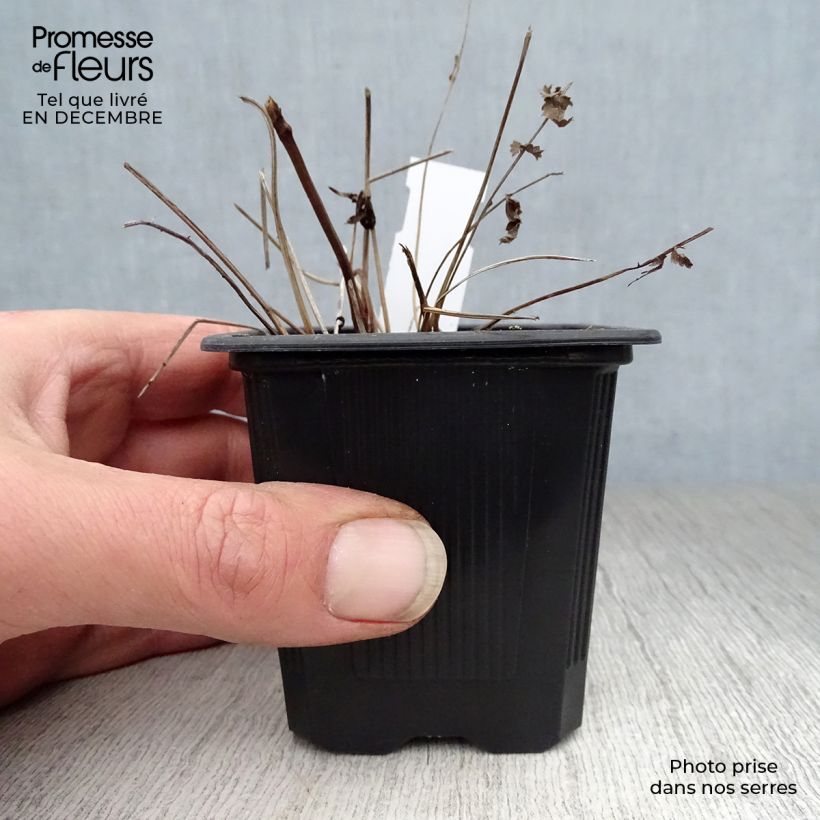 Amostra de Sanguisorba tenuifolia Pink Elephant - Pimprenelle à fines feuilles Vaso de 8/9 cm tal como entregue no inverno