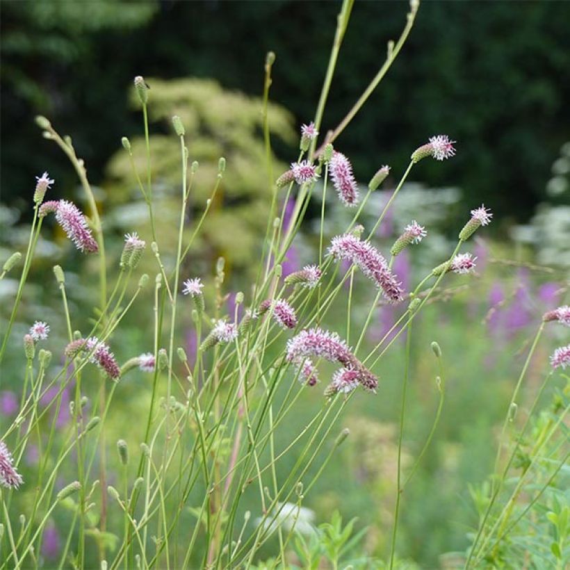 Sanguisorba tenuifolia var. purpurea (Floração)