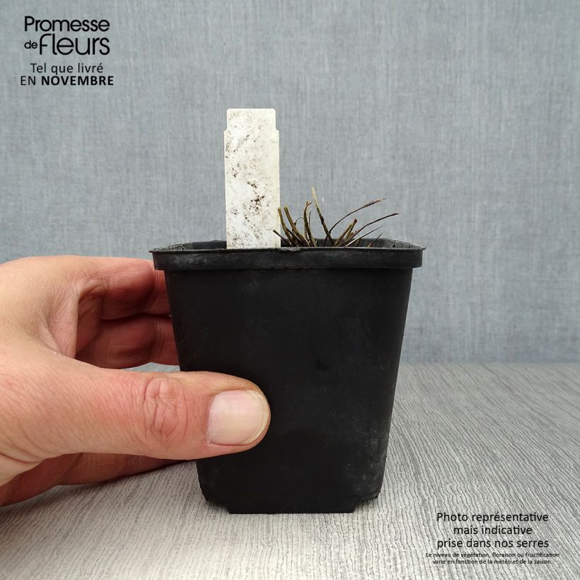 Amostra de Sanguisorba tenuifolia var. purpurea Vaso de 8/9 cm tal como entregue no outono