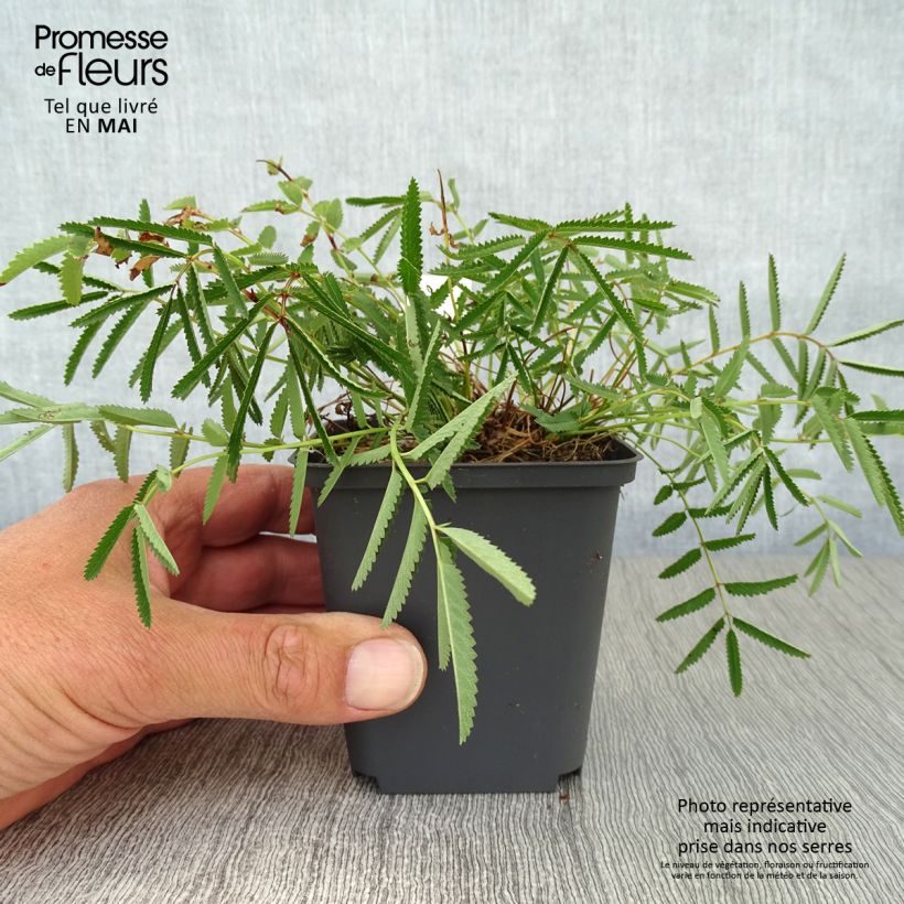 Amostra de Sanguisorba tenuifolia var. purpurea Vaso de 8/9 cm tal como entregue na primavera