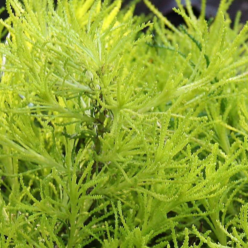 Santolina Lemon Fizz (Folhagem)