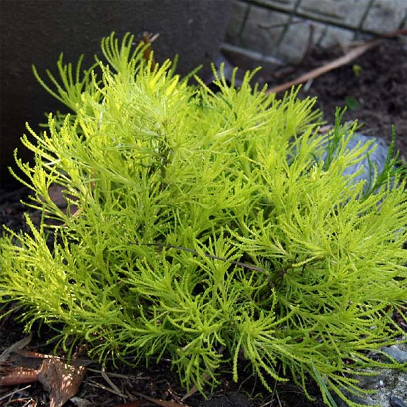 Santolina Lemon Fizz (Hábito)