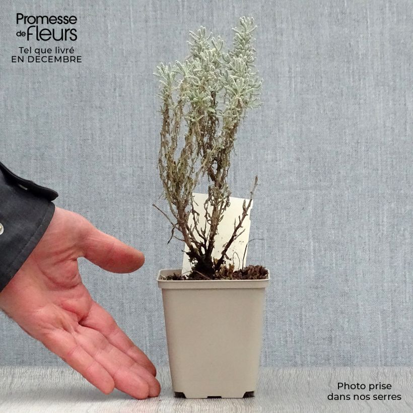 Amostra de Santolina chamaecyparissus - Santoline argentée   Vaso de 7/8 cm tal como entregue no inverno