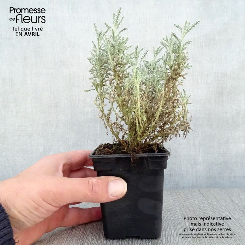 Amostra de Santolina chamaecyparissus - Abrótano-fêmea Vaso de 7/8 cm tal como entregue na primavera