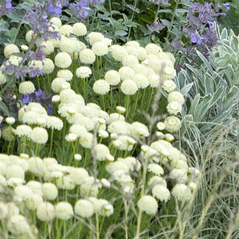 Santolina pinnata subsp neapolitana Edward Bowles - Santolina (Floração)