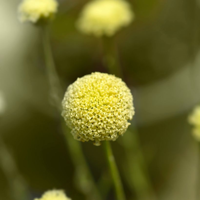 Santolina rosmarinifolia - Santolina-verde (Floração)