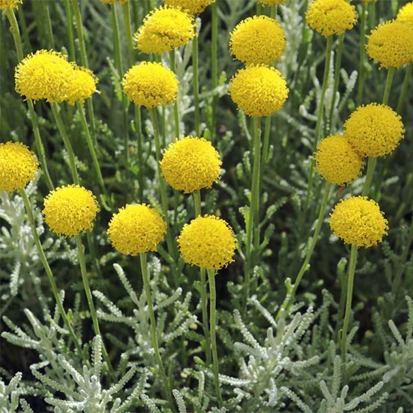 Santolina serratifolia (Floração)