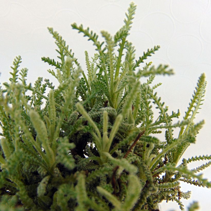 Santolina serratifolia (Folhagem)