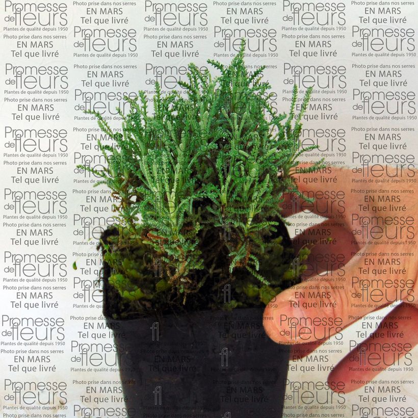 Exemplo de amostra de Santolina serratifolia - Santoline Vaso de 8/9 cm tal como entregue