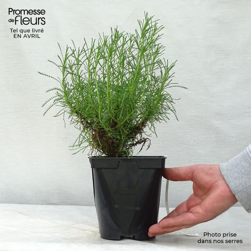 Amostra de Santolina × virens - Santolina de folhas de alecrim Vaso de 1,5 L/2 L tal como entregue na primavera