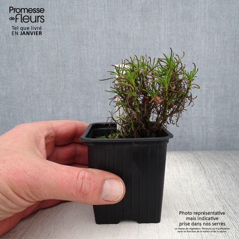 Amostra de Santolina × virens - Santolina de folhas de alecrim Vaso de 8/9 cm tal como entregue no inverno