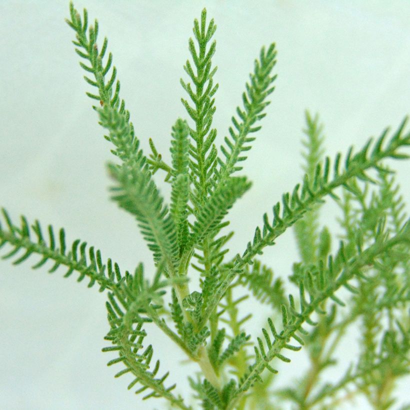 Santolina pinnata subsp neapolitana Edward Bowles - Santolina (Folhagem)