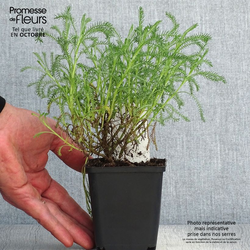 Amostra de Santolina pinnata subsp neapolitana Edward Bowles - Santolina Vaso de 8/9 cm tal como entregue no outono