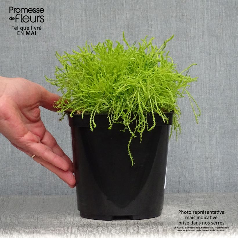 Amostra de Santolina Lemon Fizz Vaso de 2 L/3 L tal como entregue na primavera