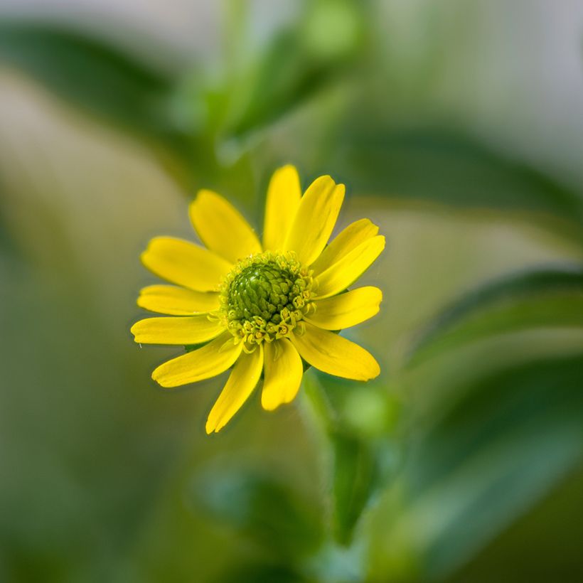 Sanvitalia speciosa Aztekengold (Floração)