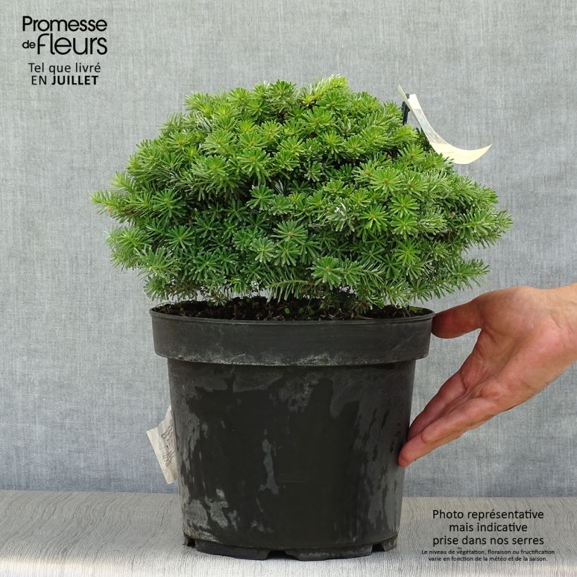 Amostra de Abies koreana Nadelkissen Vaso de 7,5 L/10 L tal como entregue no verão