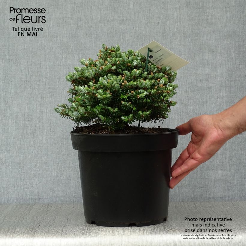 Amostra de Abies koreana Nadelkissen Vaso de 7,5 L/10 L tal como entregue na primavera