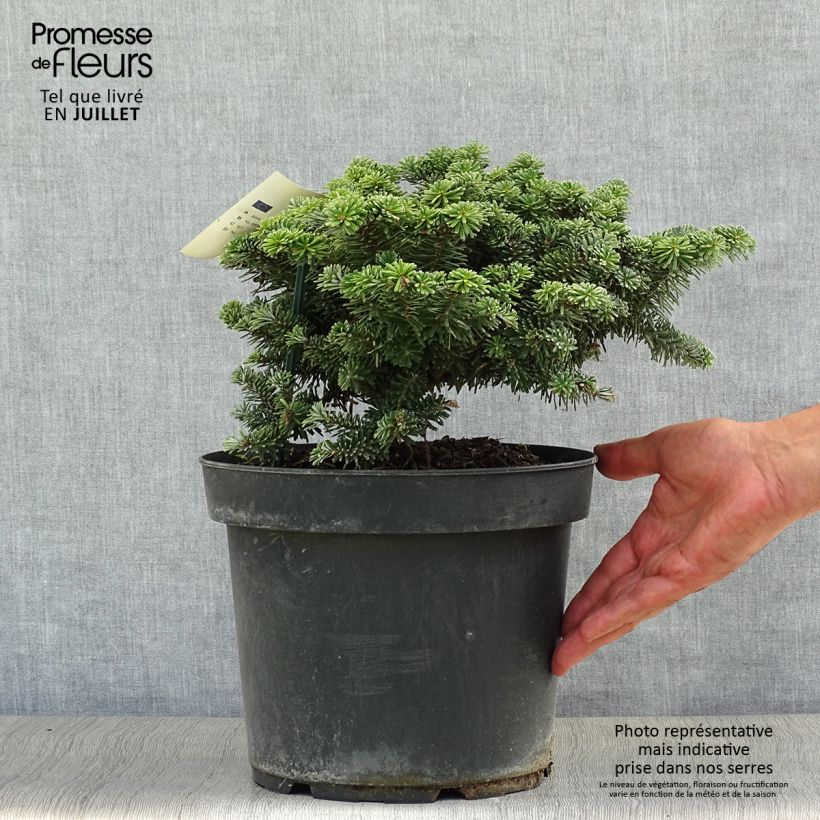 Amostra de Abies koreana Tundra Peça tal como entregue no verão