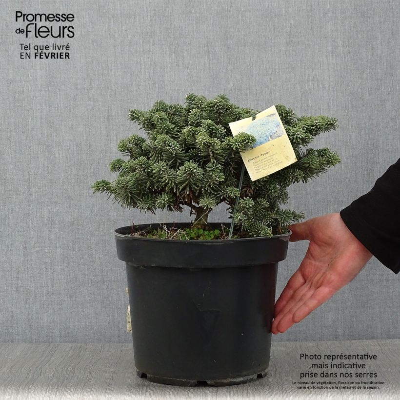 Amostra de Sapin de Corée - Abies koreana Tundra Peça tal como entregue no inverno