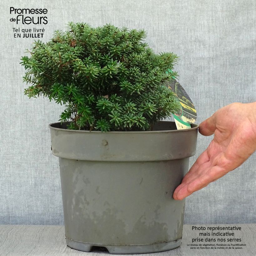 Amostra de Abies koreana Cis Vaso de 7,5 L/10 L tal como entregue no verão