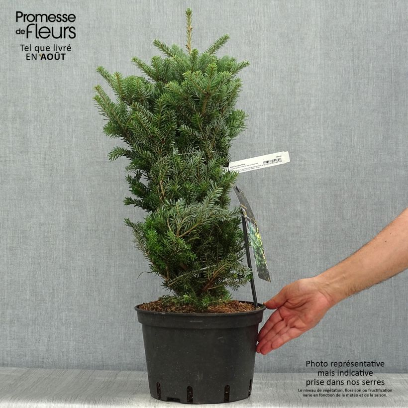 Amostra de Abies koreana Molli Vaso de 4 L/5 L tal como entregue no verão