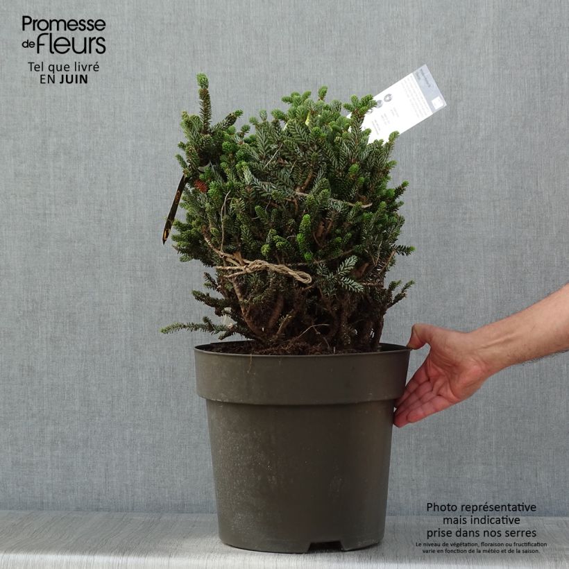 Amostra de Abies koreana Oberon Peça tal como entregue na primavera