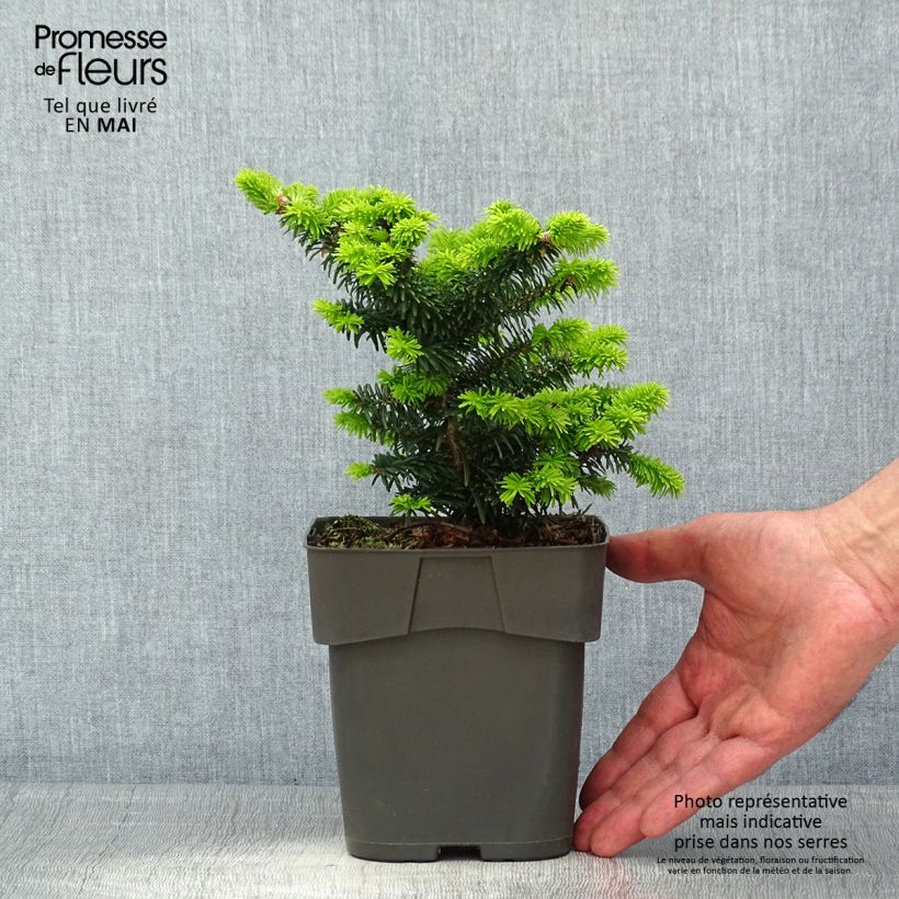 Amostra de Abies balsamea Piccolo Vaso de 2 L/3 L tal como entregue na primavera