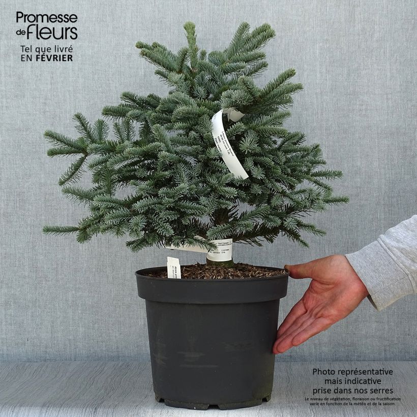 Amostra de Abies procera Bizarro Vaso de 7,5 L/10 L tal como entregue no outono