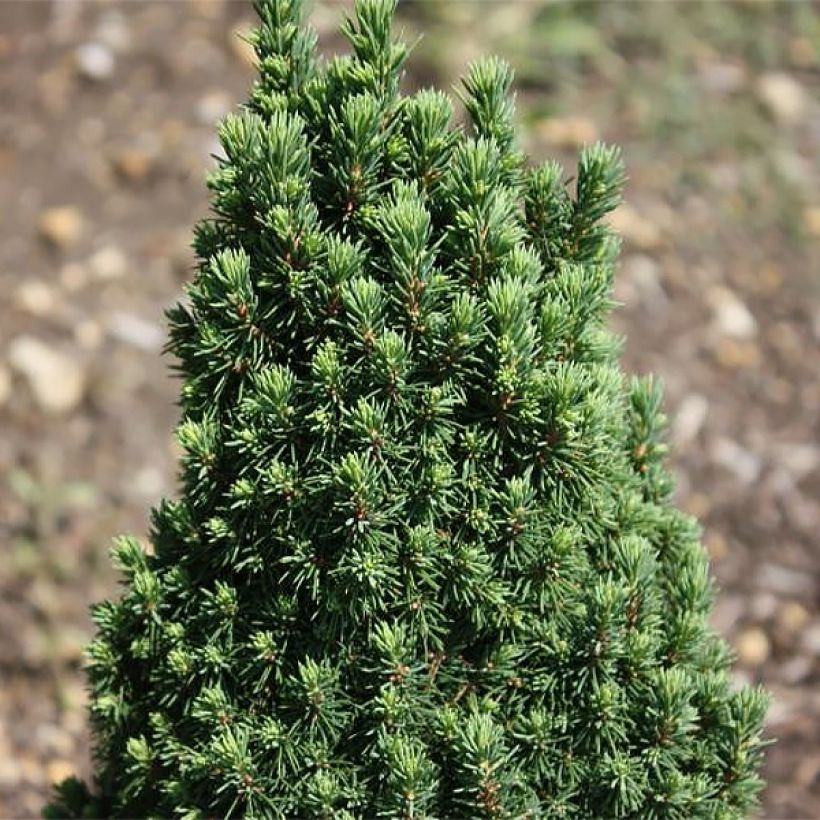 Picea glauca Piccolo (Folhagem)