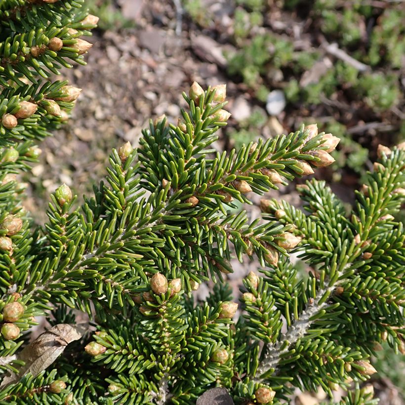 Picea orientalis Jewel (Folhagem)