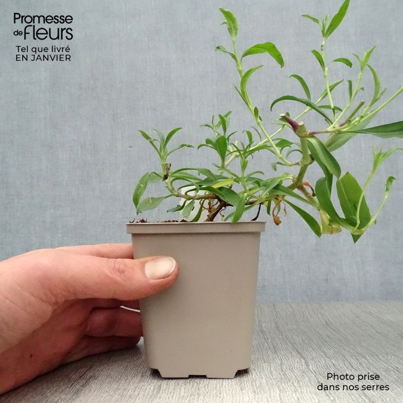 Amostra de Saponaire Max Frei Godet de 8/9 cm tal como entregue no inverno