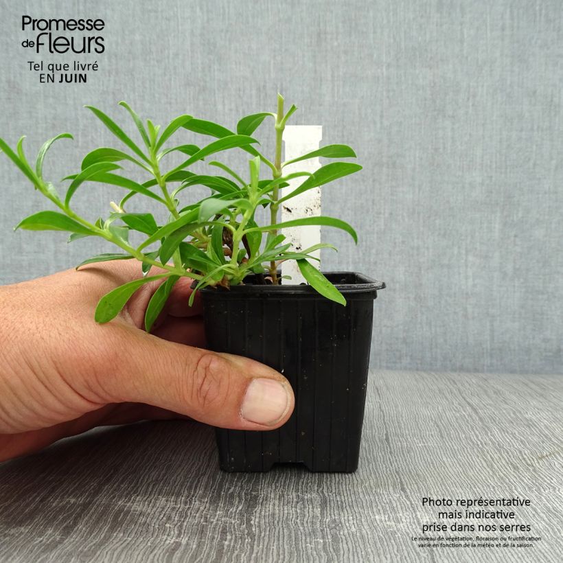 Amostra de Saponária Max Frei Vaso de 8/9 cm tal como entregue no verão