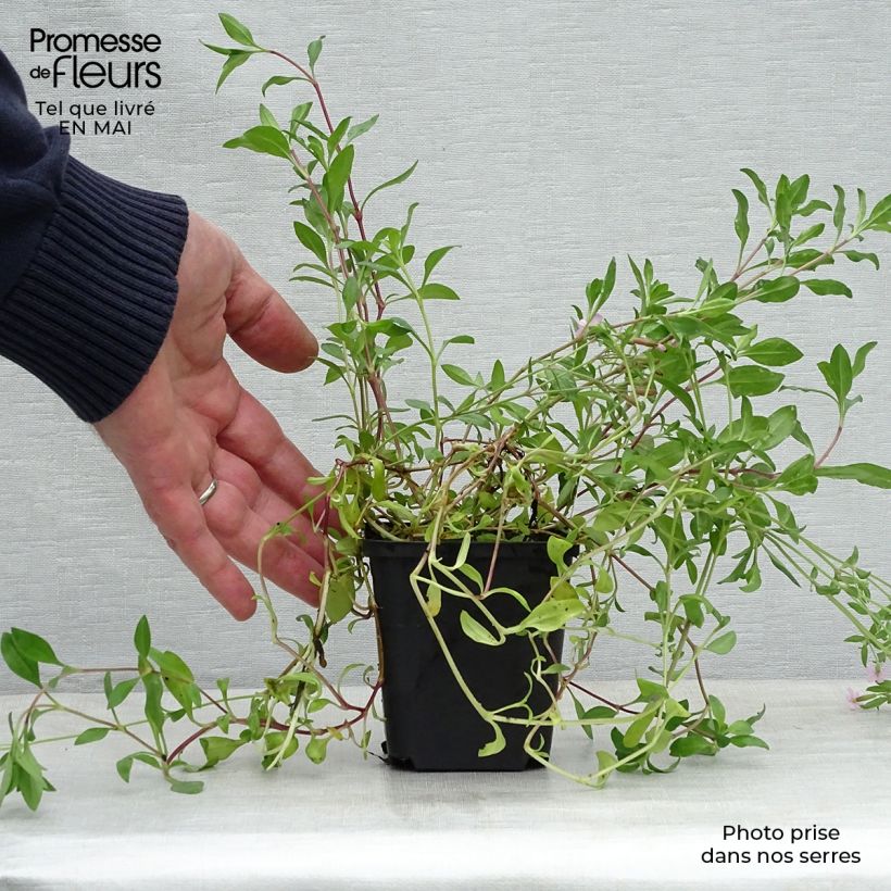 Amostra de Saponaria ocymoides Vaso de 8/9 cm tal como entregue na primavera