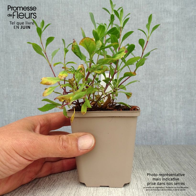 Amostra de Saponaria ocymoides Vaso de 8/9 cm tal como entregue no verão