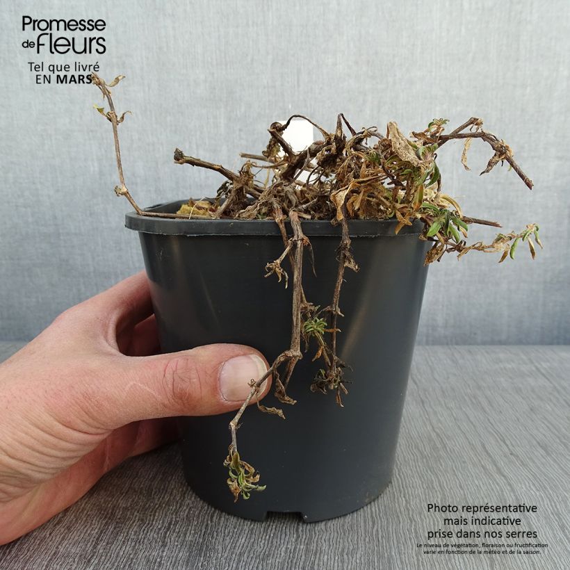 Amostra de Saponaria ocymoides - Saponaire de Montpellier Vaso de 2 L/3 L tal como entregue no inverno