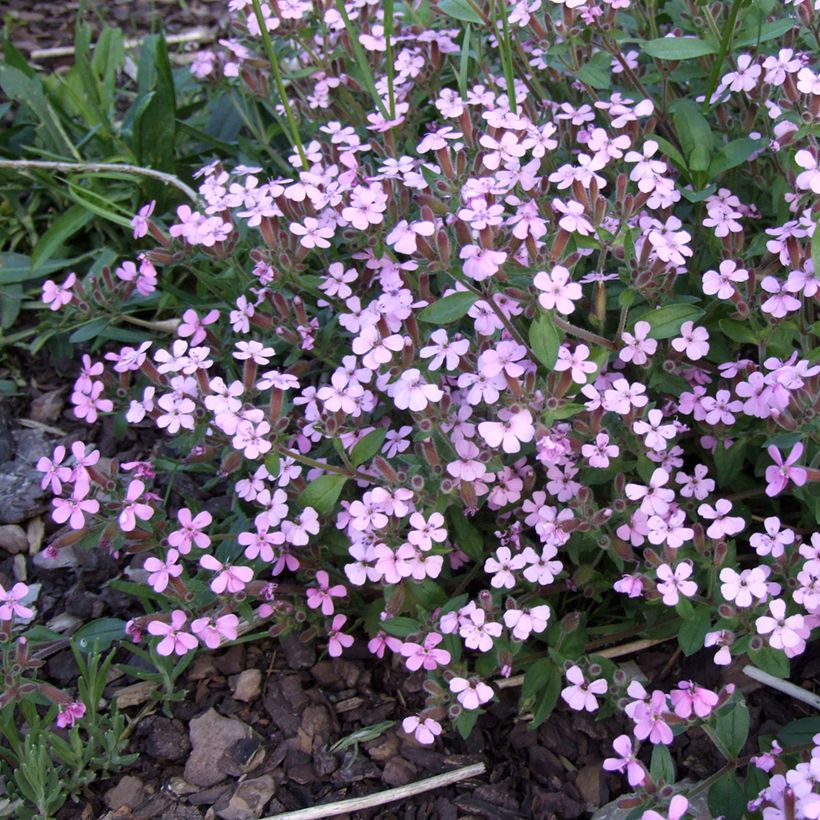 Saponaria ocymoides (Floração)