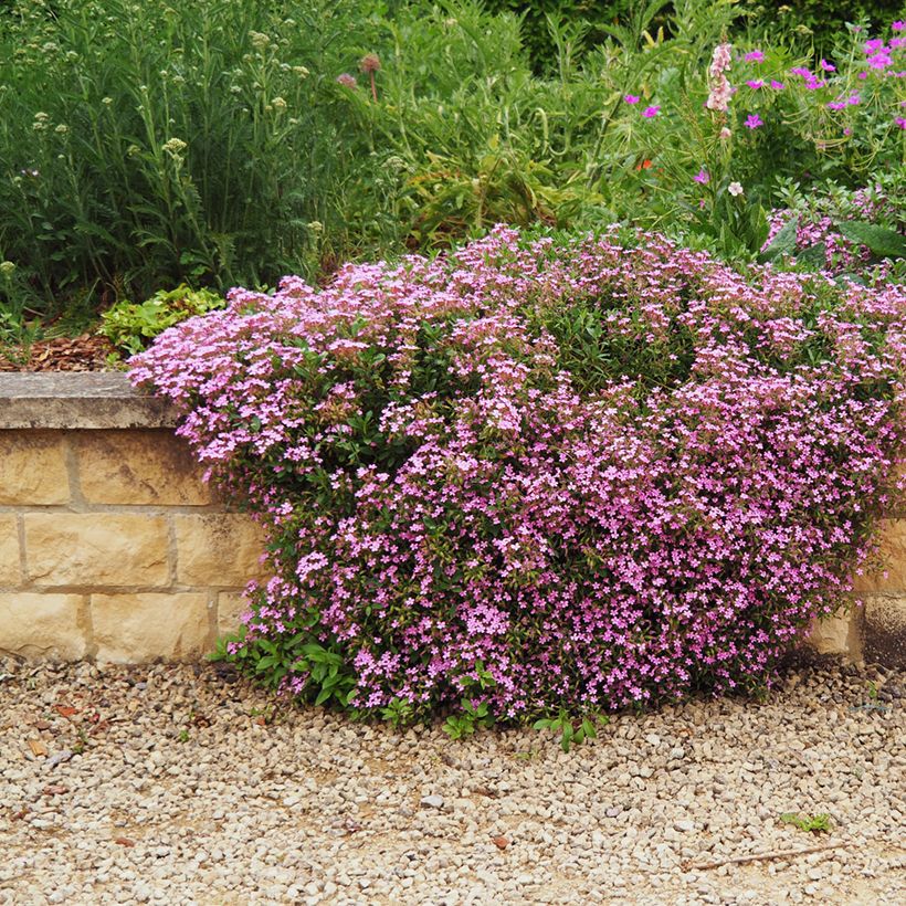 Saponaria ocymoides (Hábito)